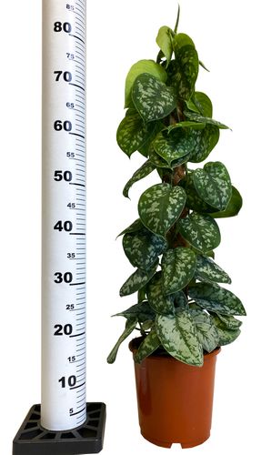 SCINDAPSUS TREBIE pnącze 80 cm na Arena.pl