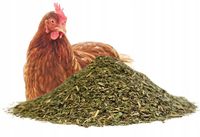 Oregano dla kur niosek 1 kg Wsparcie odporności kokcydioza Skrzydlate