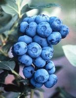 BORÓWKA AMERYKAŃSKA BLUECROP - sadzonki w doniczkach