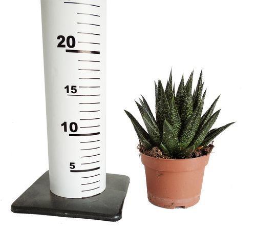GASTERIA   20cm na Arena.pl