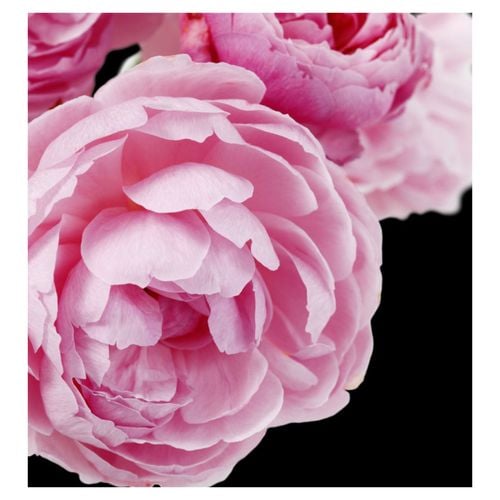 Zestaw 3x Yodeyma Serenity Woda Perfumowana Dla Kobiet 15ml bez pudełka na Arena.pl