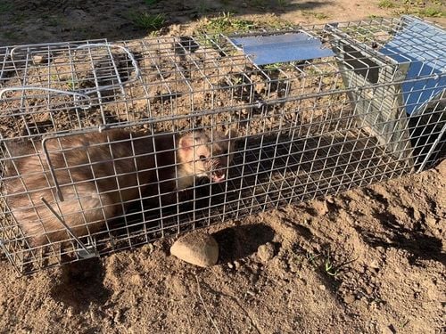ŻYWOŁAPKA, PUŁAPKA, NA SZCZURY, KUNY, NORKI, TCHÓRZE, KOTY, ŁAPKA na Arena.pl