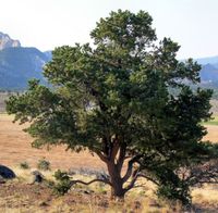 SOSNA EDULIS Pinus edulis - NASIONA 30 sztuk - 10g.