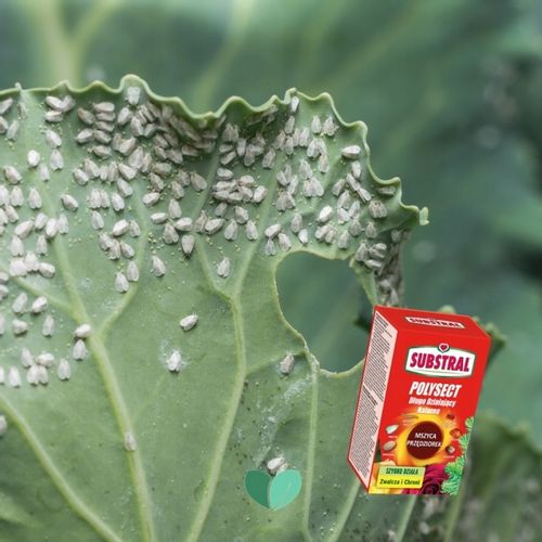 12x POLYSECT długo działający Naturen Substral 100ml na mszyce przędziorki na Arena.pl