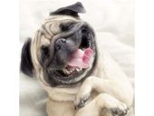 Haft Diamentowy, Obraz, Mozaika Diamentowa Diamond Painting, PIES MOPS 30x30cm