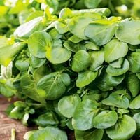 Rukiew Wodna Duzo Witamin Nasiona Warzyw Plenna Odporna Superfood