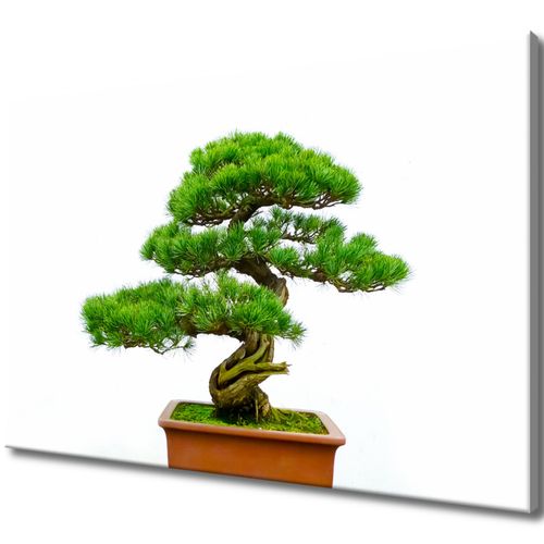 Obraz 120X80 Bonsai na Arena.pl