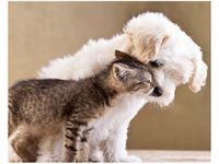 40X50CM PRZYJACIELE OBRAZ