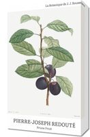 Obraz 30x50cm Design Prune Fruit, Redoute Vintage do Salonu