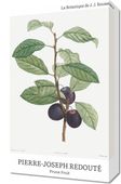 Obraz 30x50cm Design Prune Fruit, Redoute Vintage do Salonu