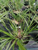 Rozplenica japońska Black Beauty na taras i balkon