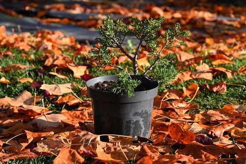Jałowiec chiński Shimpaku - Juniperus chinensis 0040 na Arena.pl