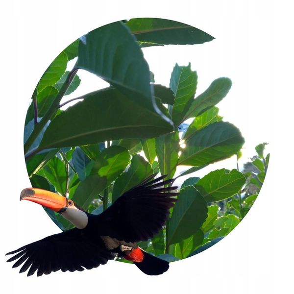 Yerba Mate Green Energia 2x500g 1kg Guarana MOC zdjęcie 10