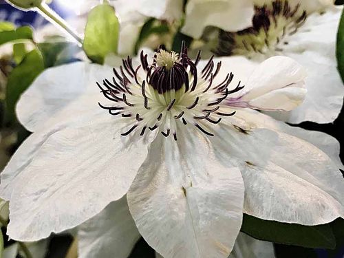 Powojnik Clematis Maria Kaczyńska C2 E na Arena.pl