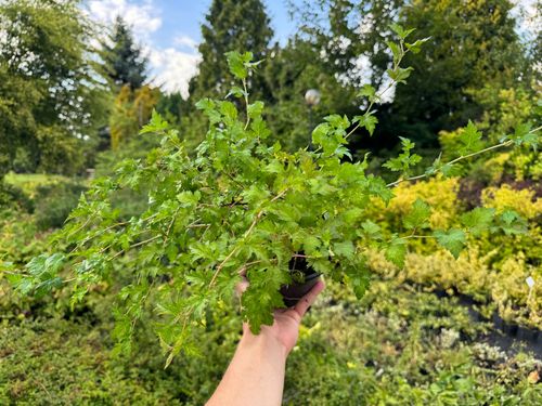 Tawulec pogięty 'Crispa' Zielony Dywan Zadarnia (Stephanandra incisa) 2.0L na Arena.pl