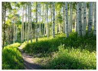 FOTOTAPETA LAS BRZOZOWY SŁONECZNY DO SYPIALNI SALONU TAPETA ŚCIENNA 350x250