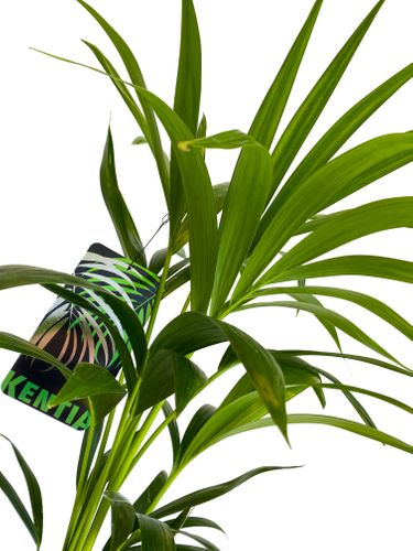 PALMA KENTIA (Kencja, Howea)  70/80cm na Arena.pl