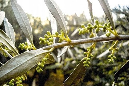 Grecka oliwa z oliwek z KRETY Premium extra virgin SITIA 0,2% 1L data 06/27 na Arena.pl