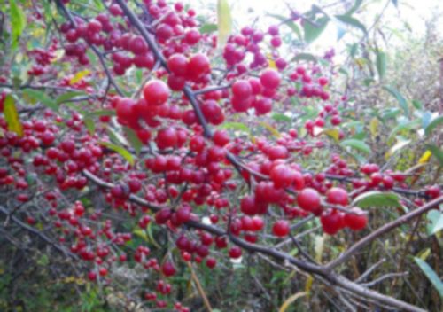 OLIWNIK BALDASZKOWY Eleagnus umbellata - NASIONA 5000 sztuk - 100g. na Arena.pl