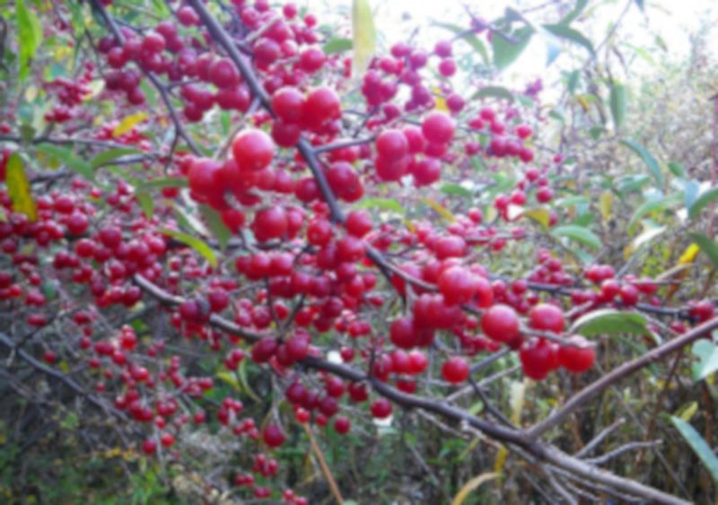 OLIWNIK BALDASZKOWY Eleagnus umbellata - NASIONA 5000 sztuk - 100g. zdjęcie 4