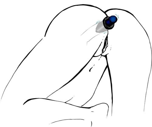 Lust Tunnel Plug M na Arena.pl