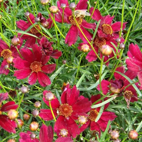 Nachyłek okółkowy RUBY RED Czerwony Na rabaty Kwitnie całe lato Sadzonki 1L na Arena.pl