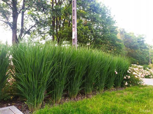 TRAWA Proso Northwind - sadzonki 10 / 20 cm na Arena.pl