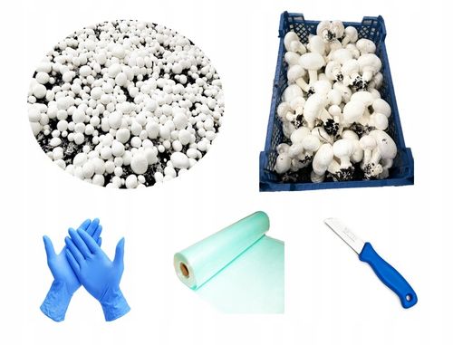 3 Faza Grzybnia Pieczarki Zestaw XL + gratis 6w1 na Arena.pl