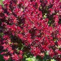 Floks wiechowaty 'Blind Lion' NOWOŚĆ (Phlox paniculata) Doniczka 2.0L