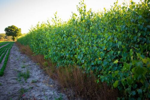 BRZOZA BRODAWKOWATA sadzonki 50-90 cm 100 sztuk na Arena.pl