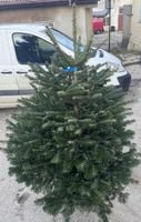 Jodła Kaukaska Żywa Choinka Bożonarodzeniowa Cięta 200-220cm I Klasa