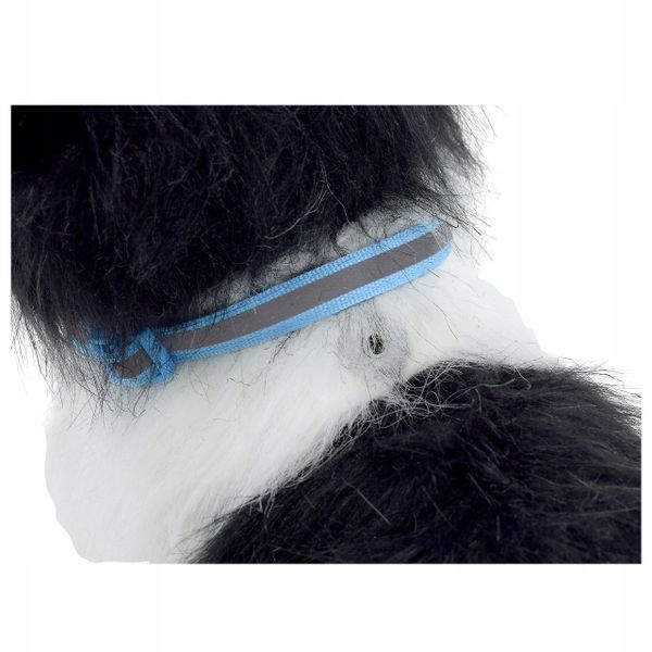 PIES INTERAKTYWNY NA SMYCZY CHODZI SZCZEKA BORDER zdjęcie 5