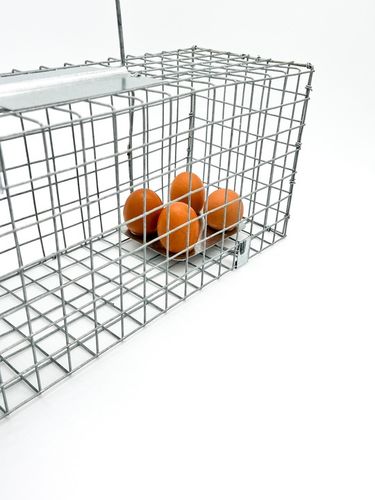 Pułapka łapka klatka na kuny łasice łaski szczury na Arena.pl