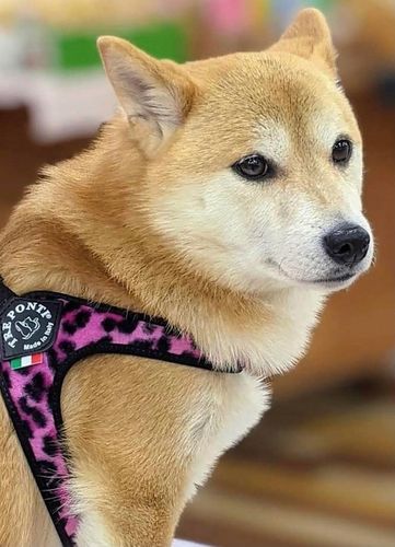 SZELKI dla dużego kota 38-48cm do 6kg Brytyjski TRE PONTI Leopard różowe na Arena.pl