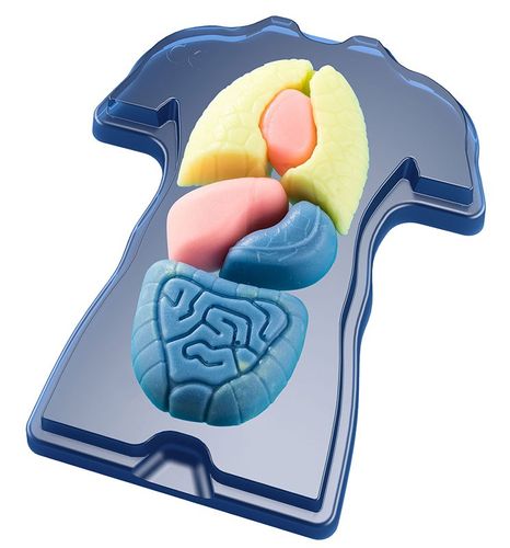Zestaw Naukowy Fun Scienc-Squishy Organs na Arena.pl