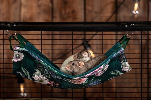 Kraina Tuptusia hamak dla fretki 30x50cm na Arena.pl