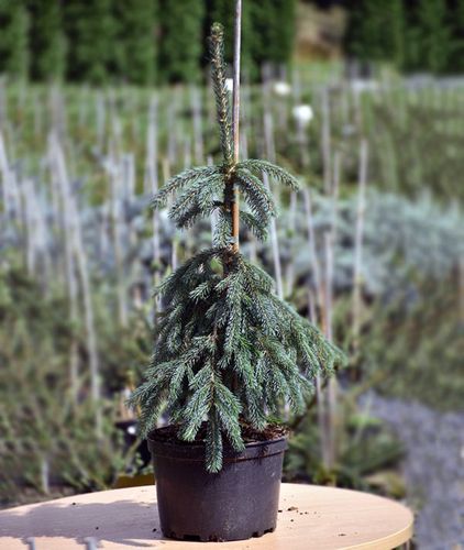 Świerk biały Pendula C7,5 na Arena.pl