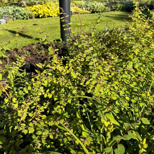Śnieguliczka Różowa Doorenbosa 'Magic Berry' (Symphoricarpos ×doorenbosii) na Arena.pl