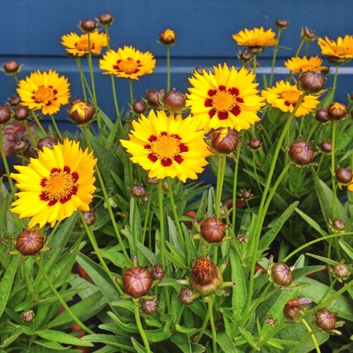 Nachyłek wielkokwiatowy ANDIAMO YELLOW RED Żółty Na letnie rabaty Sadzonki na Arena.pl