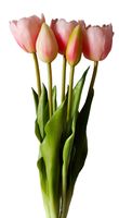 TULIPAN sztuczny silikonowy TULIPANY BUKIET 5 sztuk różowe