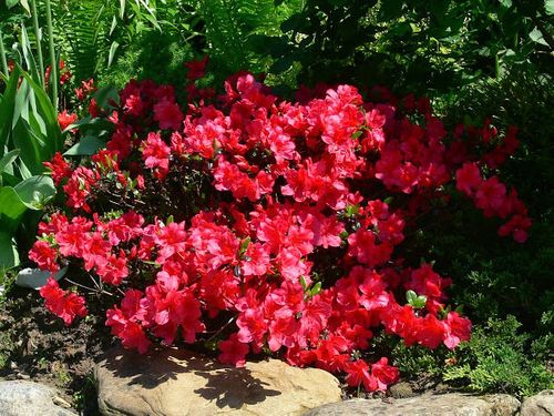 Azalia japońska Maruschka C2 E na Arena.pl