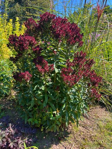 Floks wiechowaty 'Blind Lion' NOWOŚĆ (Phlox paniculata) Doniczka 2.0L na Arena.pl