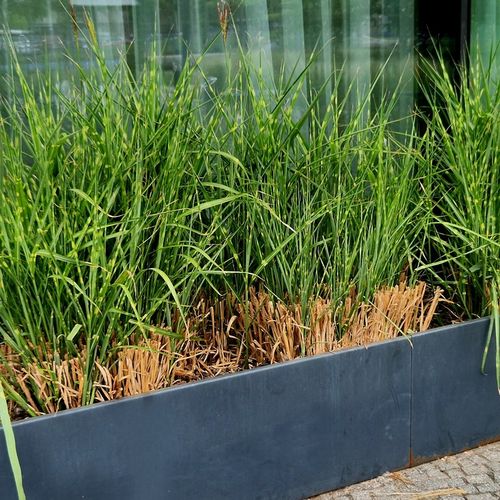 Miskant chiński STRICTUS Centkowana trawa Pionowy pokrój Sadzonki na Arena.pl