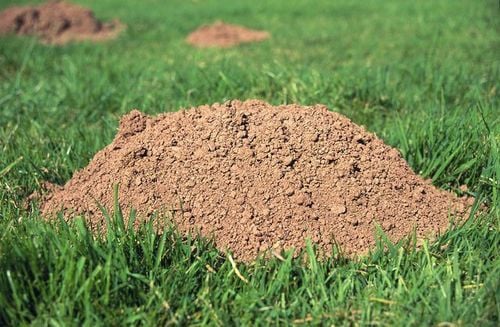 SUM48 KARBID 1KG na Arena.pl