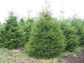Świerk pospolity 4lata  2/2 SADZONKI GK Picea Abies 40/60cm