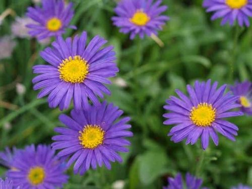 Aster alpejski VIOLET Karłowy Wiosenna bylina Na skalniak Sadzonki P9 na Arena.pl