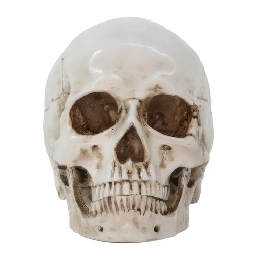 Czaszka anatomiczna RESTEQ 19x14x16cm ruchoma żuchwa model człowieka na Arena.pl