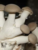 Duża grzybnia Boczniak ERYNGI mikołajkowy 100szt