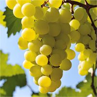 Winogron, winorośl ONTARIO białe SUPER SMAK łatwa odmiana sadzonka DONICZKA