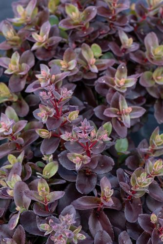 Rozchodnik ogrodowy Globe Pink - Sedum hybridum na Arena.pl